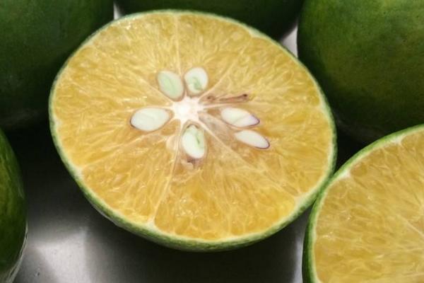 皇帝柑什么時候成熟（幾月上市） 皇帝柑的核能吃嗎