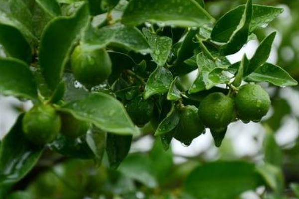 青金桔種植要求什么氣候條件 云南廣西可以種植青金桔嗎