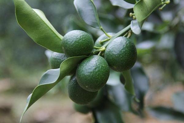 青金桔種植要求什么氣候條件 云南廣西可以種植青金桔嗎