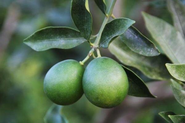 青金桔種植要求什么氣候條件 云南廣西可以種植青金桔嗎