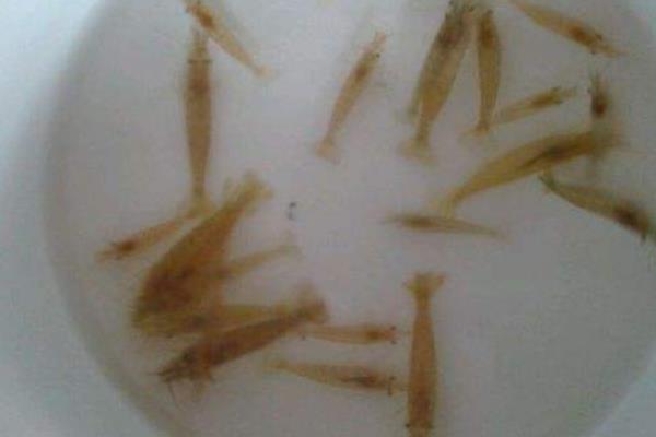 河里的小蝦米怎么養 河蝦怎么養才不會死