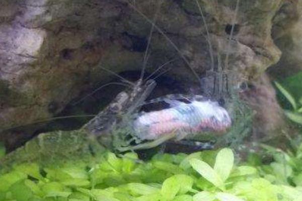 河里的小蝦米怎么養 河蝦怎么養才不會死