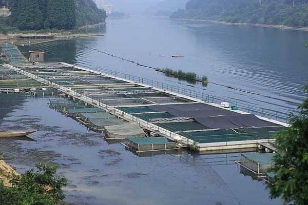 河里的小蝦米怎么養 河蝦怎么養才不會死