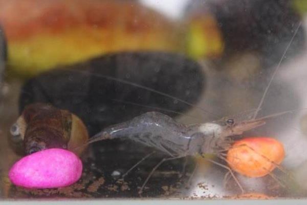 河里的小蝦米怎么養 河蝦怎么養才不會死