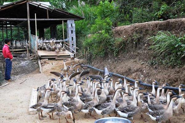 一畝大棚能養多少只鵝 養一萬只鵝需要多大棚