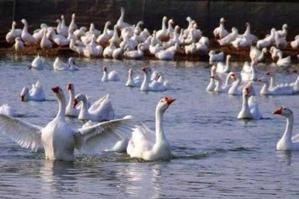 一畝大棚能養多少只鵝 養一萬只鵝需要多大棚