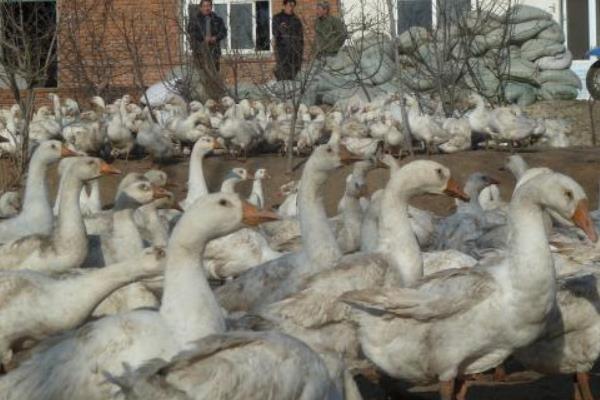 一畝大棚能養多少只鵝 養一萬只鵝需要多大棚