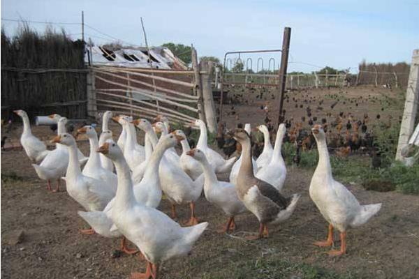 一畝大棚能養多少只鵝 養一萬只鵝需要多大棚