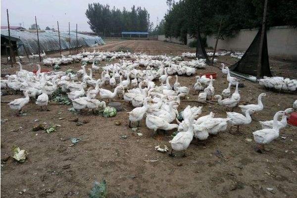 一畝大棚能養多少只鵝 養一萬只鵝需要多大棚