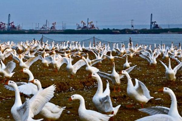 一畝大棚能養多少只鵝 養一萬只鵝需要多大棚