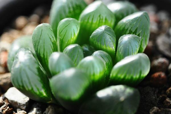 玉露品種有哪些 玉露怎么繁殖