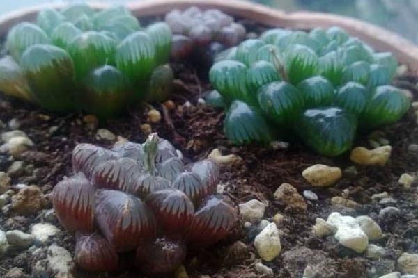 玉露品種有哪些 玉露怎么繁殖