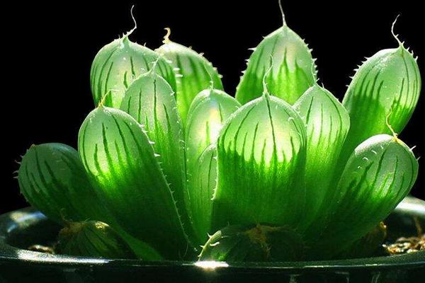 玉露品種有哪些 玉露怎么繁殖