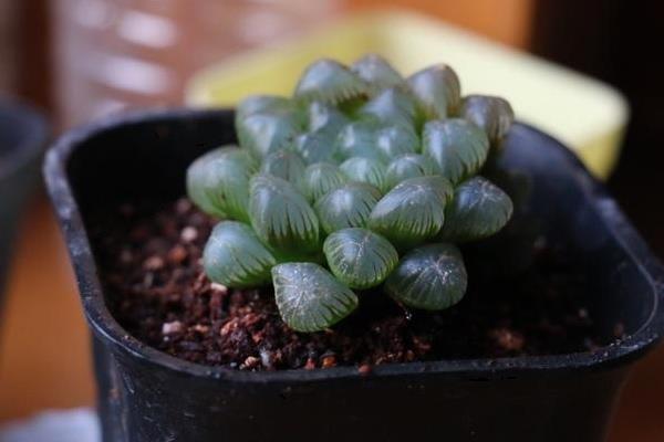 玉露品種有哪些 玉露怎么繁殖