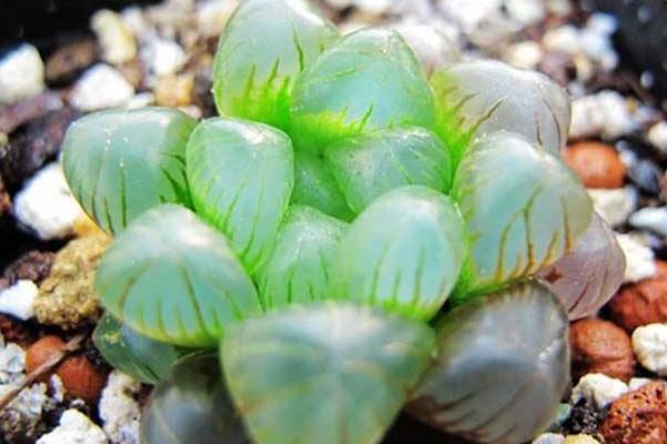 玉露品種有哪些 玉露怎么繁殖