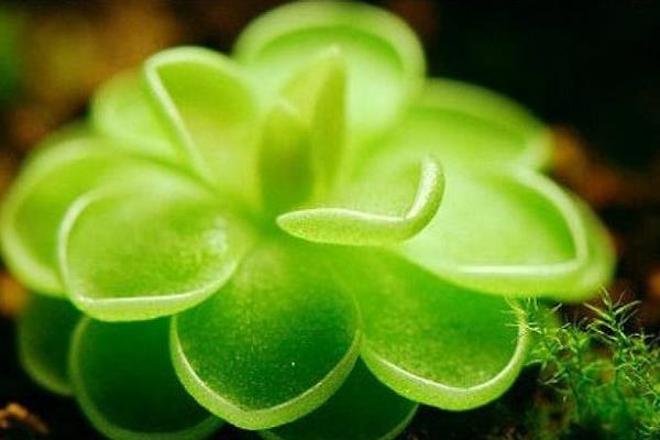 玉露品種有哪些 玉露怎么繁殖