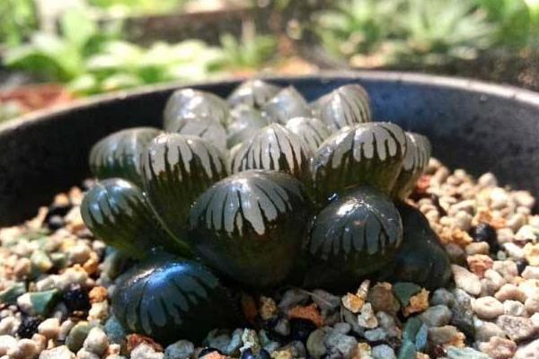 玉露品種有哪些 玉露怎么繁殖