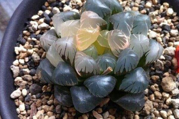 玉露品種有哪些 玉露怎么繁殖