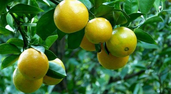 貢柑怎么種 貢柑種植技術與管理方法