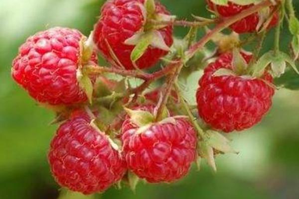 雙季紅樹莓功效與作用 雙季紅樹莓的營養價值