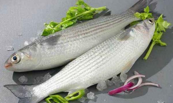 梭魚市場價格多少錢一斤 梭魚是淡水魚還是海魚