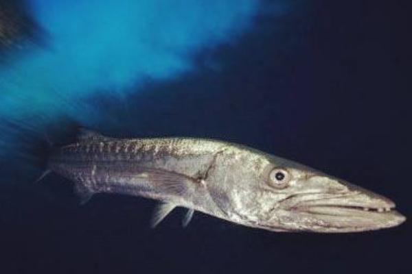 梭魚市場價格多少錢一斤 梭魚是淡水魚還是海魚