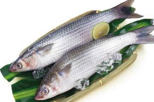 梭魚市場價格多少錢一斤 梭魚是淡水魚還是海魚