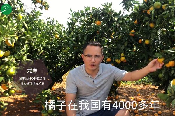 橘子的產(chǎn)地有哪些