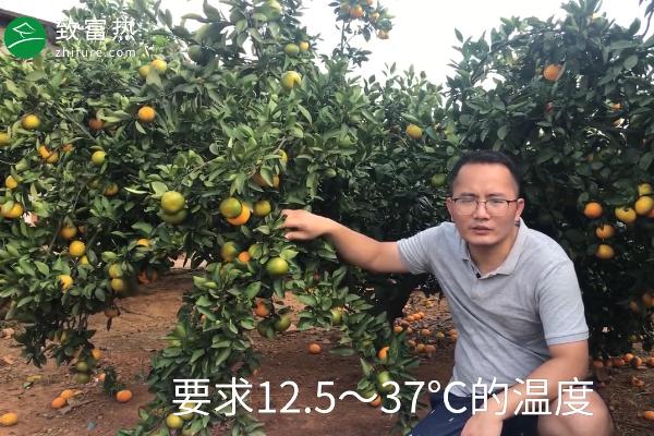 橘子的產(chǎn)地有哪些