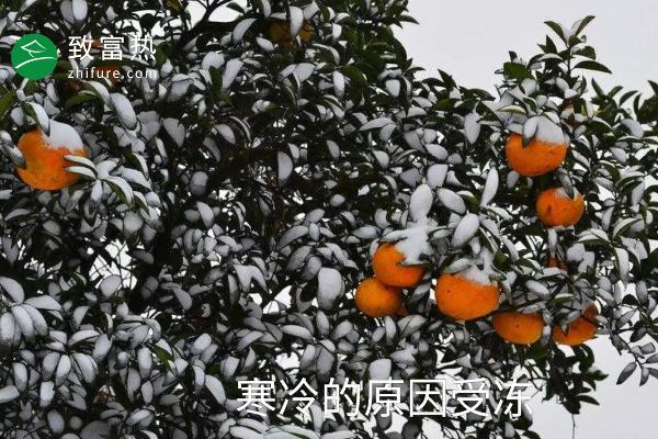 橘子苦是怎么回事 橘子有苦味了還能吃嗎