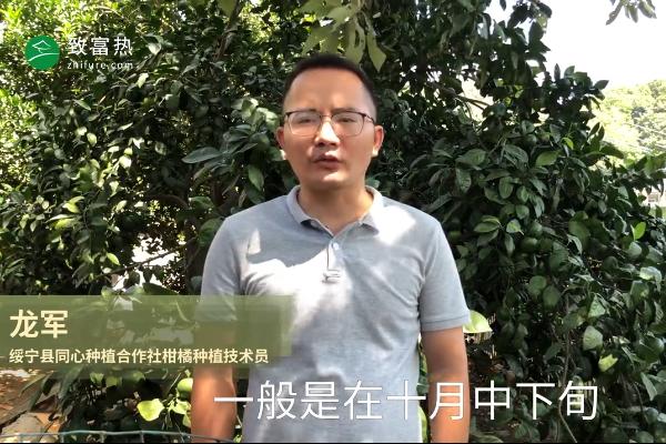 橘子幾月份成熟 橘子什么季節上市