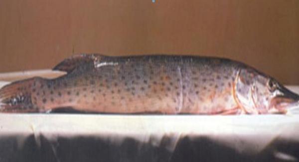 白斑狗魚好吃嗎 白斑狗魚能油炸嗎