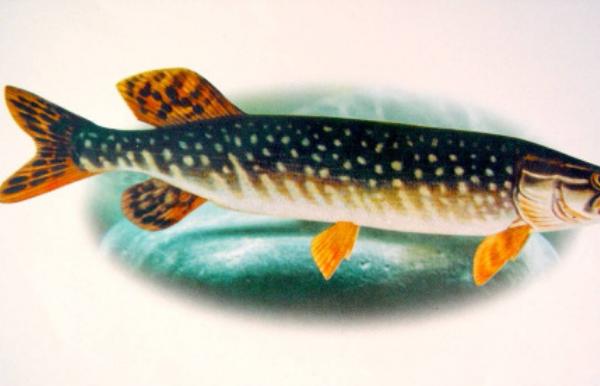 白斑狗魚好吃嗎 白斑狗魚能油炸嗎