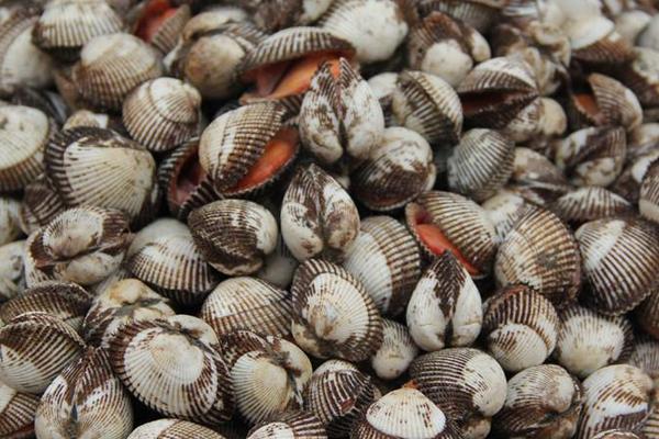 毛蚶什么季節(jié)有 毛蚶煮多長時(shí)間可以吃