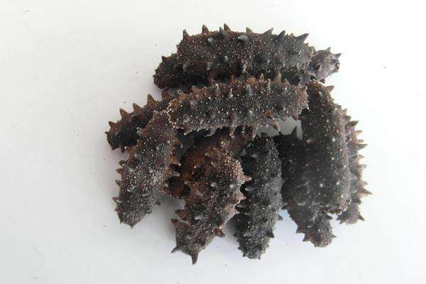 干刺參市場價格多少錢一斤 干刺參怎么泡發