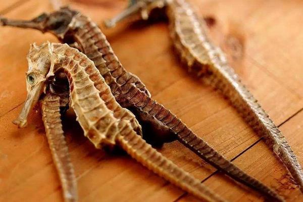 海馬養(yǎng)殖市場前景怎么樣 養(yǎng)殖海馬需要投入多少錢