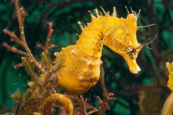 海馬養(yǎng)殖市場前景怎么樣 養(yǎng)殖海馬需要投入多少錢