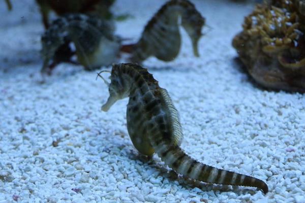 海馬養(yǎng)殖市場前景怎么樣 養(yǎng)殖海馬需要投入多少錢