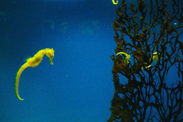 海馬養(yǎng)殖市場前景怎么樣 養(yǎng)殖海馬需要投入多少錢