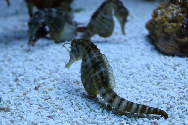 海馬是魚嗎 海馬是馬嗎 海馬吃什么