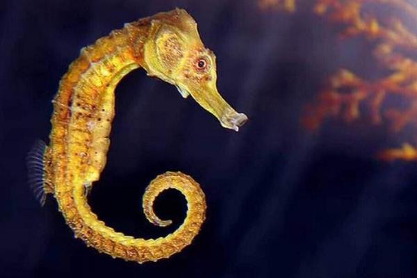 海馬是魚嗎 海馬是馬嗎 海馬吃什么