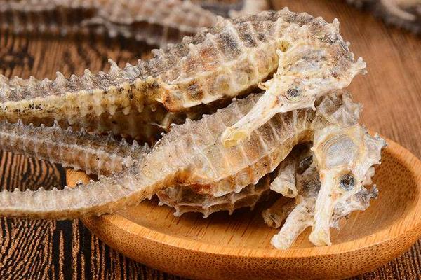 海馬是魚嗎 海馬是馬嗎 海馬吃什么