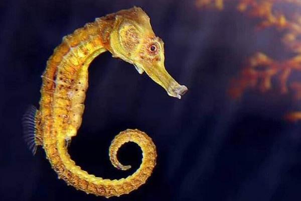 海馬市場(chǎng)價(jià)格多少錢一斤 海馬貴不貴