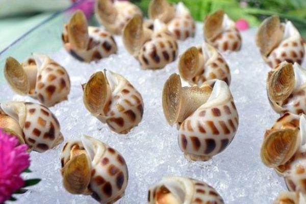 方斑東風螺怎么洗干凈 方斑東風螺是貝類嗎
