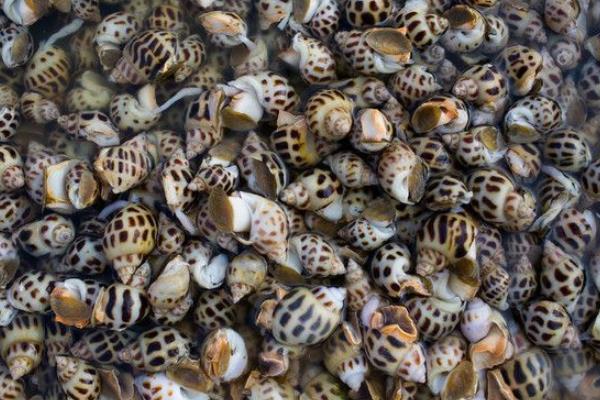 方斑東風螺怎么洗干凈 方斑東風螺是貝類嗎