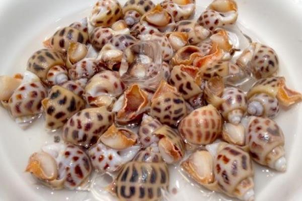 方斑東風螺怎么洗干凈 方斑東風螺是貝類嗎