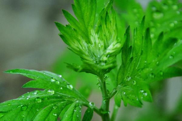 艾葉可以驅(qū)蚊嗎 艾葉可以做枕頭嗎