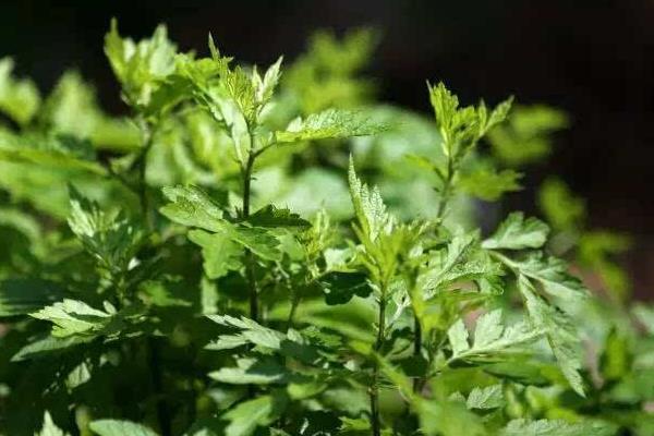 艾葉怎么種 艾葉種植技術(shù)