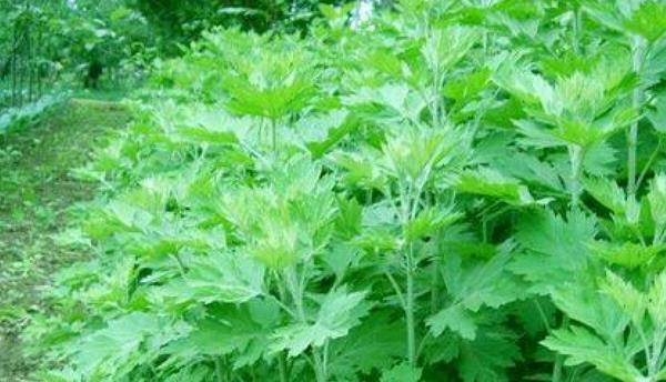艾葉怎么種 艾葉種植技術(shù)