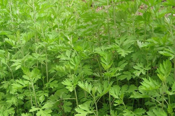 艾葉怎么種 艾葉種植技術(shù)